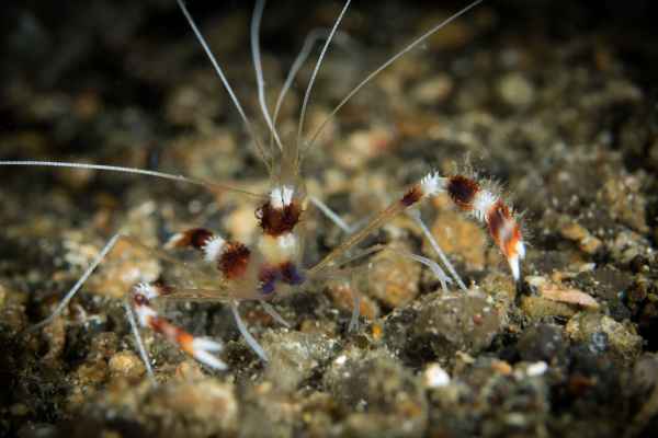 banded coral shrimp stenopus hispidus