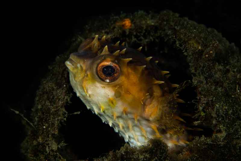 birdbeak burrfish cyclichthys orbicularis