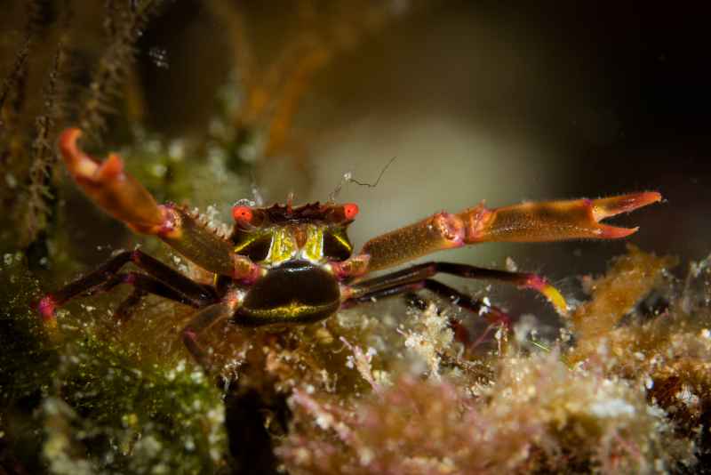 black coral crab quadrella maculosa 3