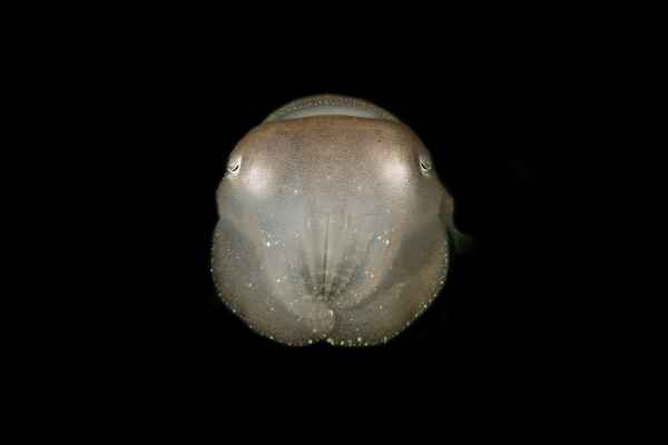 broadclub cuttlefish sepia latimanus04