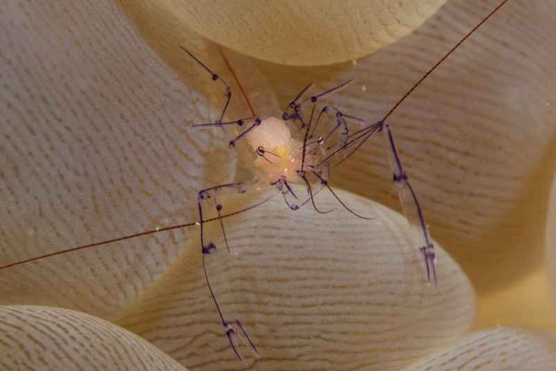 bubble coral shrimp vir philippinesis