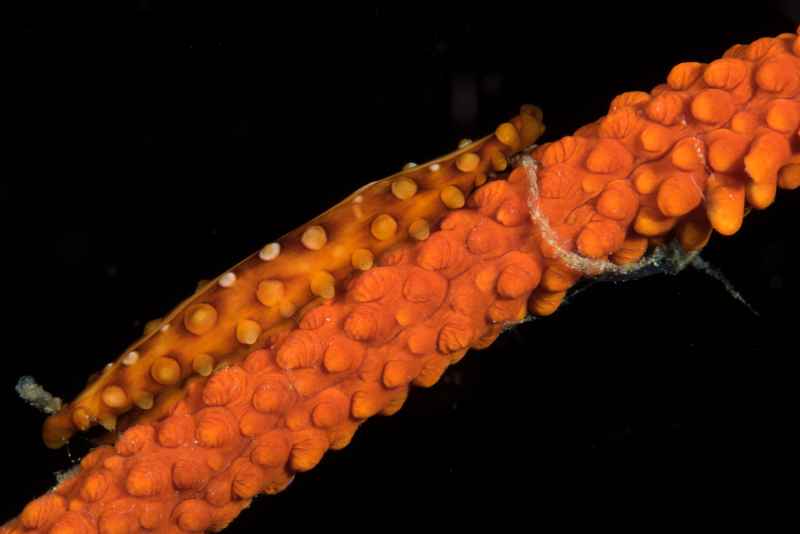 compressed cowrie hiatavolva coarctata