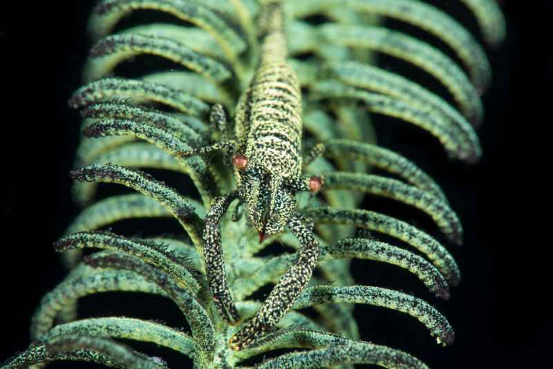 crinoid shrimp laomenes sp