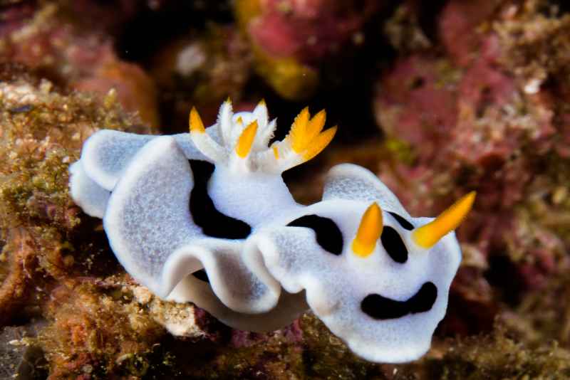 dianas chromodoris chromodoris dianae 2