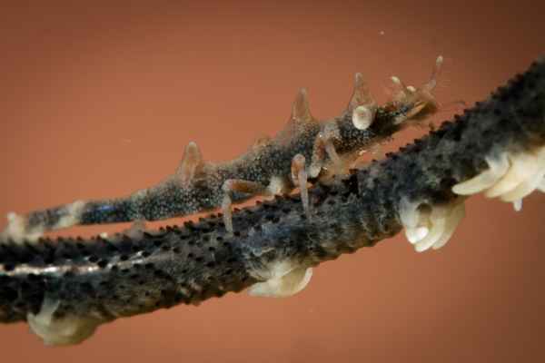 dragon shrimp miropandalus hardingi01