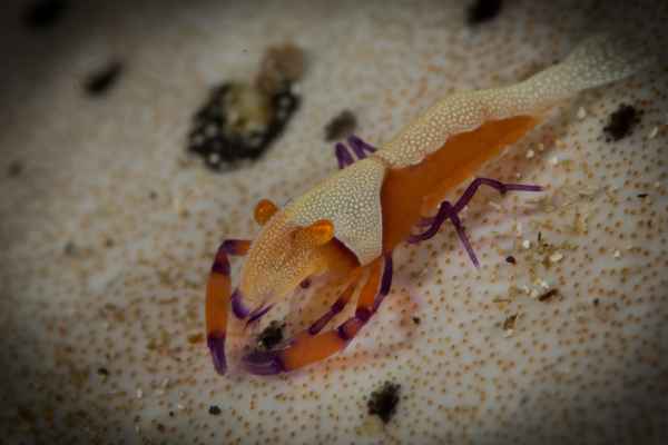 emperor shrimp periclimenes imperator01