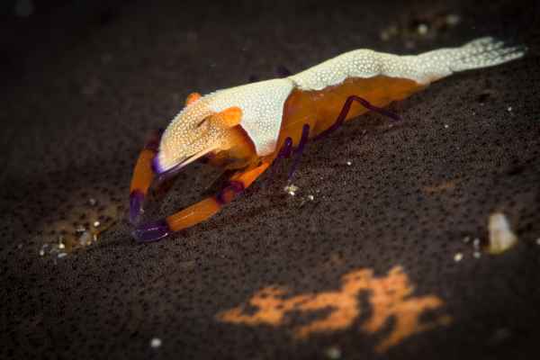 emperor shrimp periclimenes imperator02