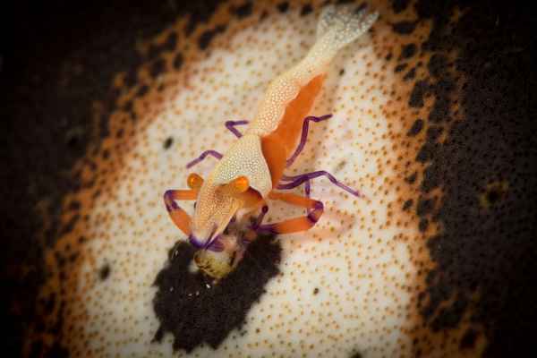 emperor shrimp periclimenes imperator03