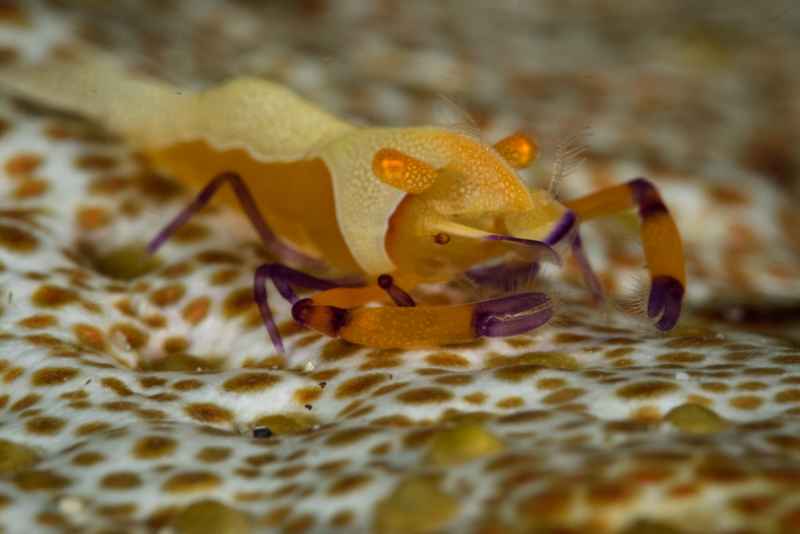 emperor shrimp periclimenes imperator04