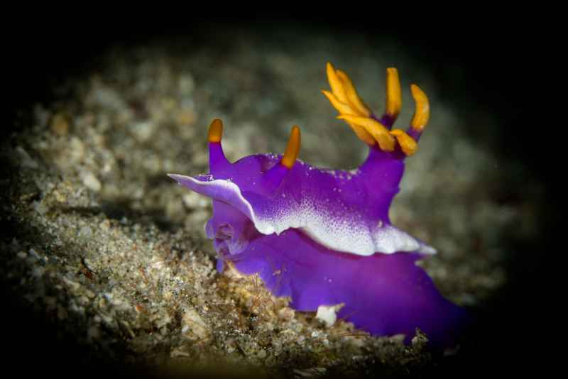 giant hypselodoris hypselodoris apolegma