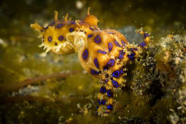 greater blue ringed octopus hapalochlaena lunulata02