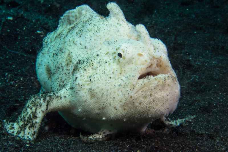hairy frogfish antenarius striatus02