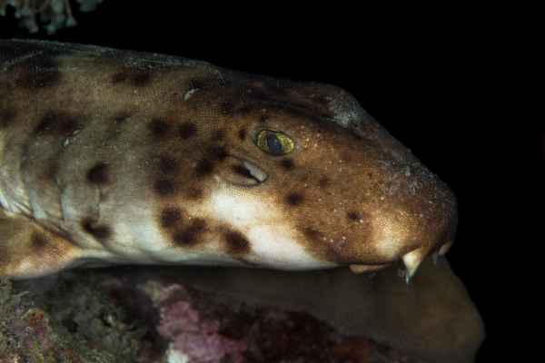 indonesian speckled carpet shark hemiscyllium freycineti