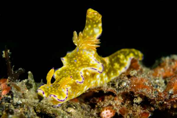 kangaroo nudibranch ceratosoma tenue