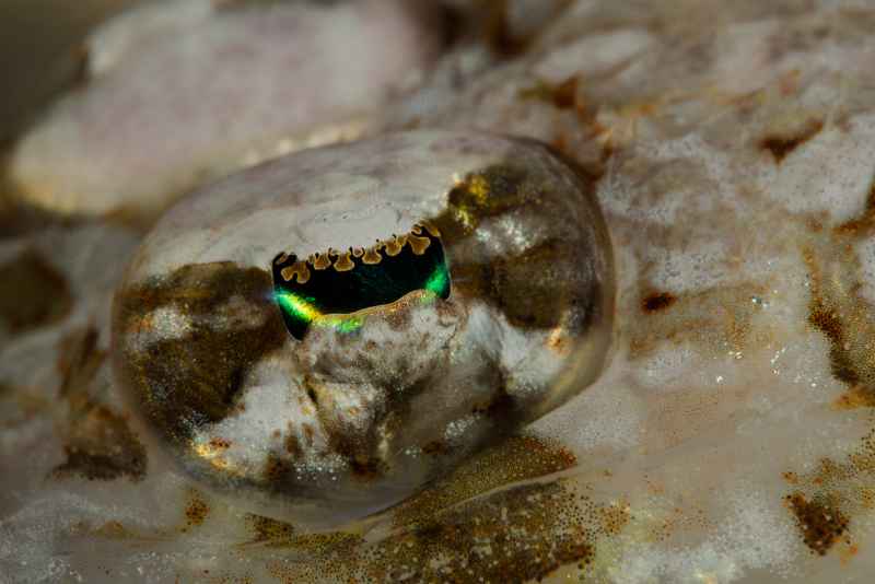 large scale flathead eye onigocia oligolepis