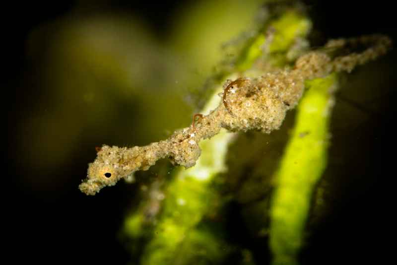 lembeh sea dragon kyonemichthys rumengani01