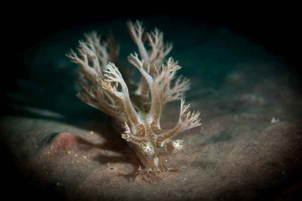 nudibranch marionia sp