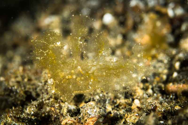 nudibranch melibe sp