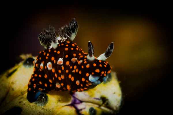 nudibranch nembrotha sp3