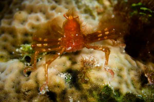 orangutan crab oncinopus sp