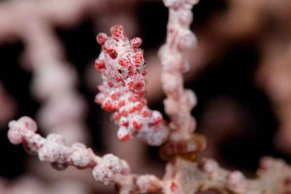 pygmy seahorse hippocampus bargibanti01