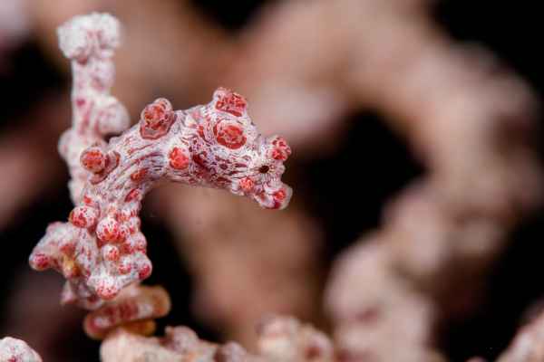 pygmy seahorse hippocampus bargibanti05