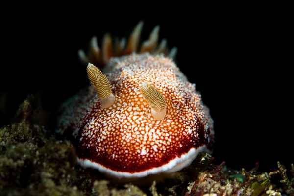 reticulated chromodoris chromodoris reticulata