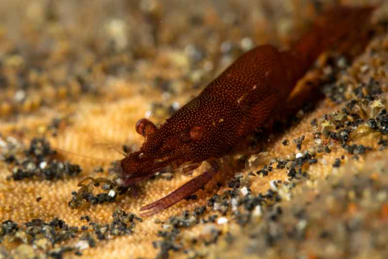 sea star shrimp periclimenes soror