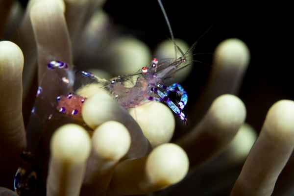 shrimp ancylomenes sp01