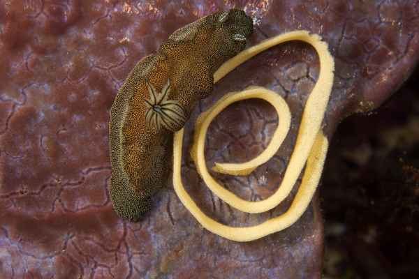 starry glossodoris gossodoris stelatus