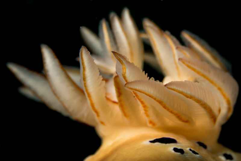 tryons risbecia anal gill hypselodoris tryoni