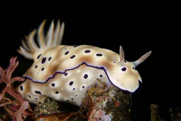 tryons risbecia hypselodoris tryoni