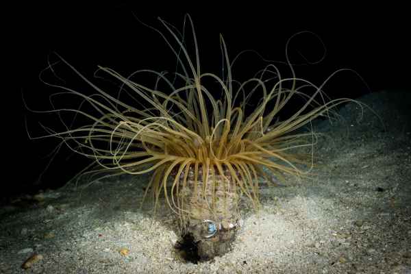 tube anemone cerianthus sp