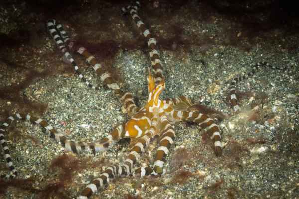 wonderpus wonderpus photogenicus