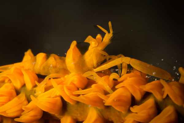 zanzibar whip coral shrimp dasycaris zanzibarica02