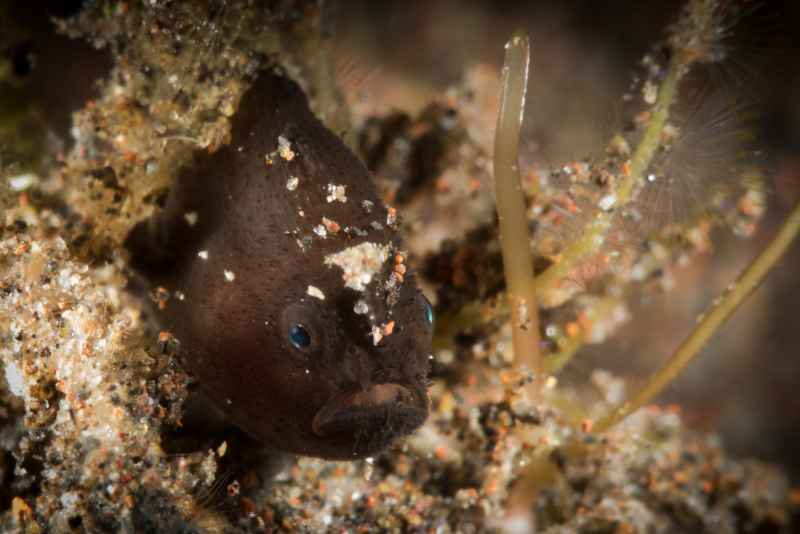 baby giant frogfish antennarius commerson