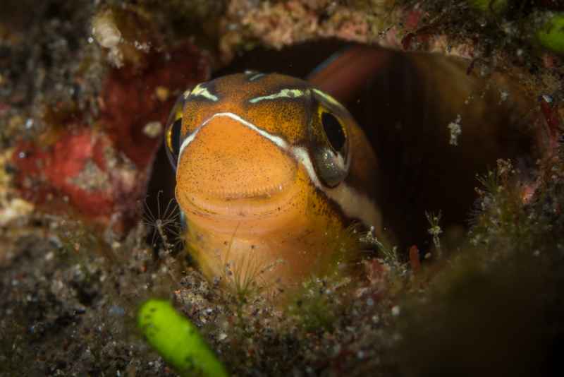 bluestriped fangblenny plagiotremus rhinorhynchos