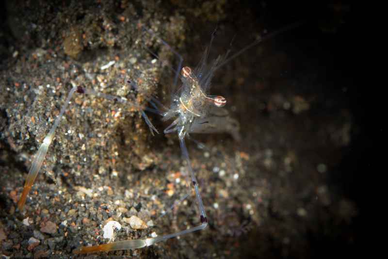 cuapetes shrimp cuapetes sp