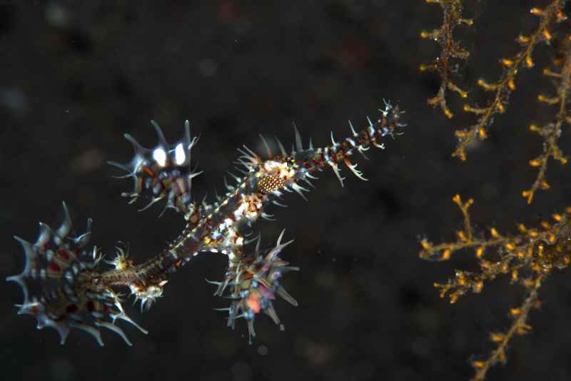 harlequin ghost pipefish solenostomus paradoxus01