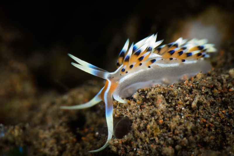 indian caloria caloria indica