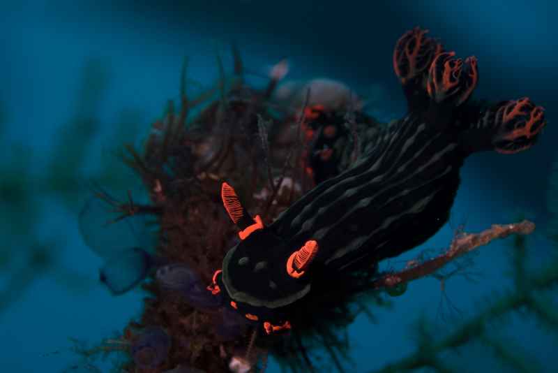 kubaryanas membrotha nembrotha kubaryana
