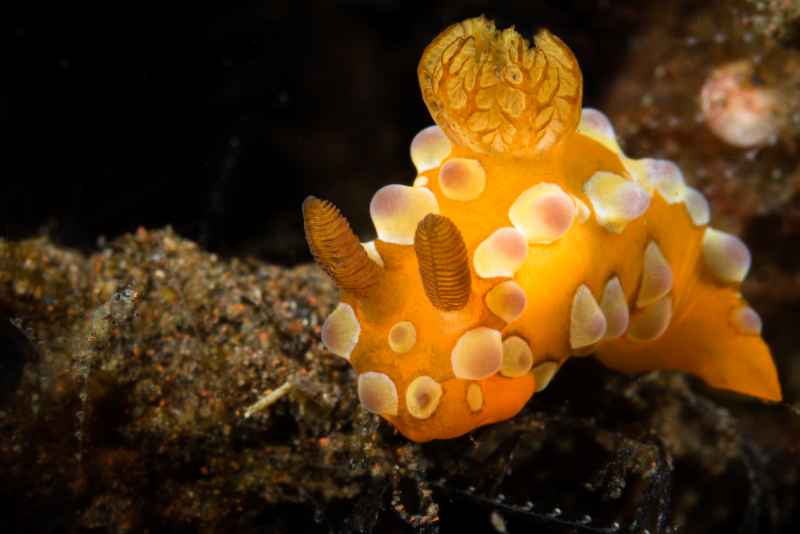 nudibranch tambja sp