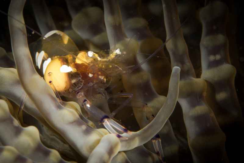 peacock tail anemone shrimp perclimenes brevicarpalis