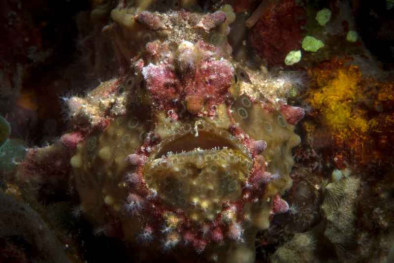 warty frogfish antennarius maculatus