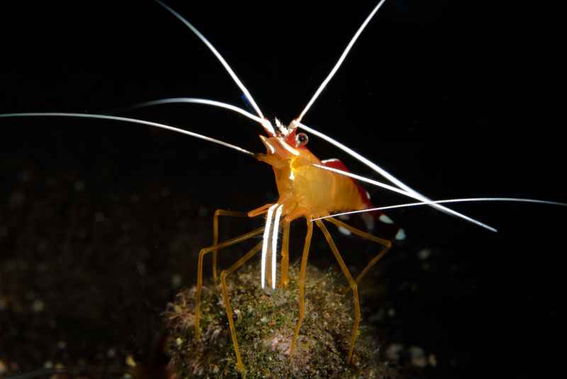 white banded cleaner shrimp lysmata amboinensis