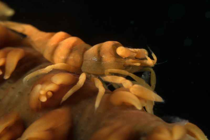 ankers whip coral shrimp pontonides ankeri02