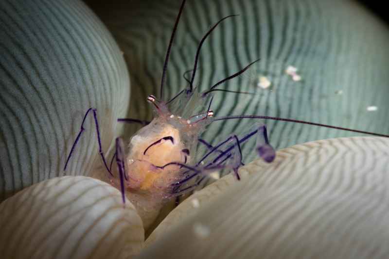 bubble coral shrimp vir philippinesis 2