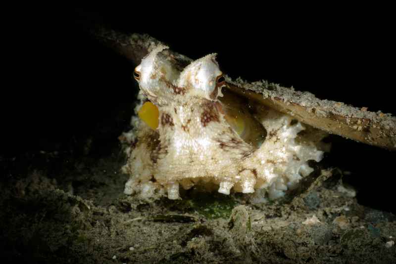 coconut octopus amphioctopus marginatus01 4
