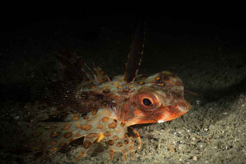 dragonet dactylopus sp
