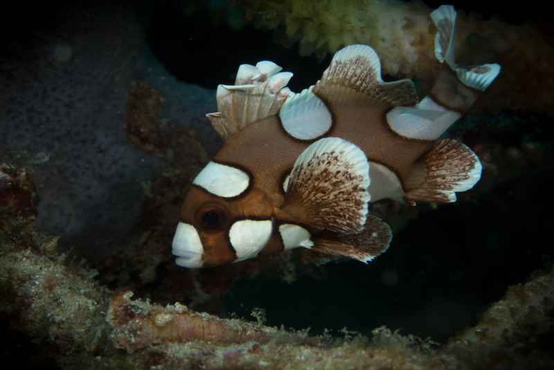juvenile harlequin sweetlips plectorhinchus chaetodonoides 2